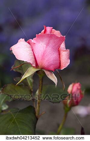 Stock Image - Hybrid tea rose Piroschka, pink. Fotosearch