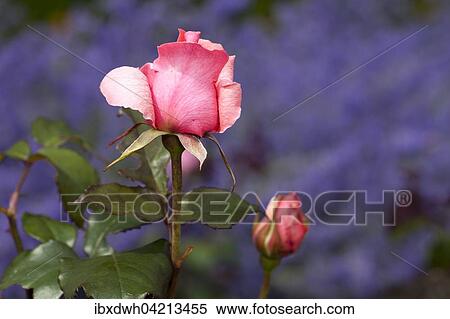 Hybrid tea rose Piroschka, pink View Large Photo Image Stock Photography - Hybrid tea rose Piroschka, pink. Fotosearch