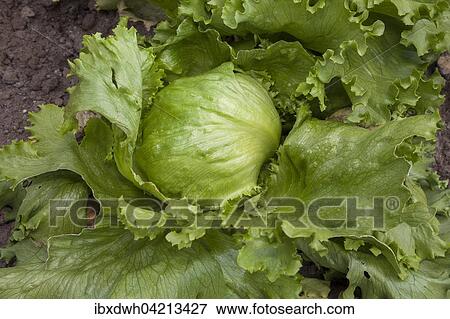 Iceberg lettuce (Lactuca sativa) in a vegetable patch View Large Photo Image Stock Photo - Iceberg lettuce (Lactuca sativa) in a vegetable patch. Fotosearch