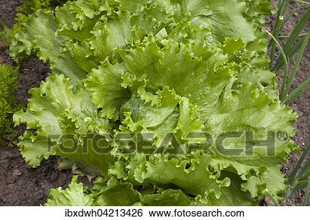 Iceberg lettuce (Lactuca sativa) in a vegetable patch View Large Photo Image Stock Photograph - Iceberg lettuce (Lactuca sativa) in a vegetable patch. Fotosearch
