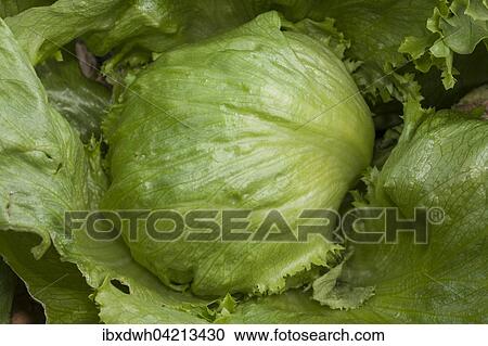 Iceberg lettuce (Lactuca sativa) View Large Photo Image Stock Image - Iceberg lettuce (Lactuca sativa). Fotosearch