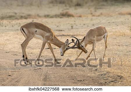 Impalas (Aepyceros melampus), fighting, South Luangwa National Park, Zambia, Africa View Large Photo Image Stock Photo - Impalas (Aepyceros melampus), fighting, South Luangwa National Park, Zambia, Africa. Fotosearch
