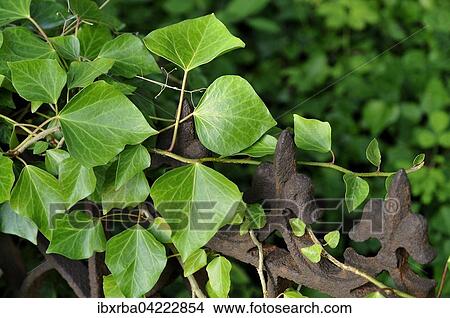 Ivy (Hedera sp. ), growing on an old iron fence, Usedom Island, Mecklenburg-Western Pomerania, Germany, Europe View Large Photo Image Picture - Ivy (Hedera sp. ), growing on an old iron fence, Usedom Island, Mecklenburg-Western Pomerania, Germany, Europe. Fotosearch