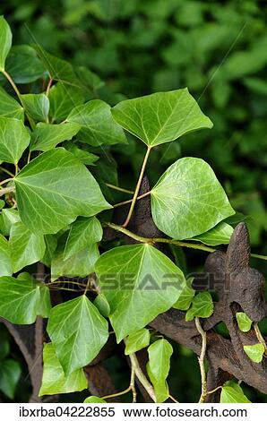 Ivy (Hedera sp. ), growing on an old iron fence, Usedom Island, Mecklenburg-Western Pomerania, Germany, Europe View Large Photo Image Stock Photography - Ivy (Hedera sp. ), growing on an old iron fence, Usedom Island, Mecklenburg-Western Pomerania, Germany, Europe. Fotosearch
