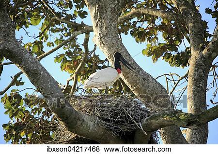 Jabiru (Jabiru mycteria), adult at the nest, Pantanal, Mato Grosso, Brazil, South America View Large Photo Image Stock Photo - Jabiru (Jabiru mycteria), adult at the nest, Pantanal, Mato Grosso, Brazil, South America. Fotosearch