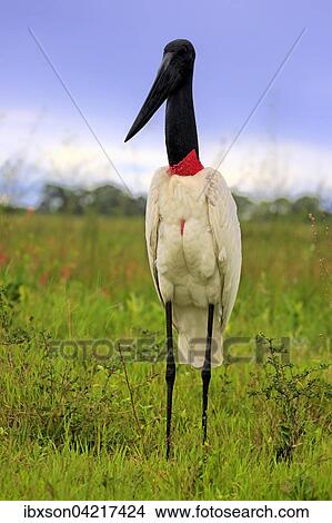 Jabiru (Jabiru mycteria), adult in a meadow, Pantanal, Mato Grosso, Brazil, South America View Large Photo Image Picture - Jabiru (Jabiru mycteria), adult in a meadow, Pantanal, Mato Grosso, Brazil, South America. Fotosearch