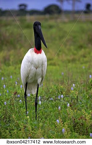 Jabiru (Jabiru mycteria), adult in a meadow, Pantanal, Mato Grosso, Brazil, South America View Large Photo Image Stock Image - Jabiru (Jabiru mycteria), adult in a meadow, Pantanal, Mato Grosso, Brazil, South America. Fotosearch