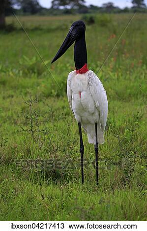 Jabiru (Jabiru mycteria), adult in a meadow, Pantanal, Mato Grosso, Brazil, South America View Large Photo Image Stock Image - Jabiru (Jabiru mycteria), adult in a meadow, Pantanal, Mato Grosso, Brazil, South America. Fotosearch