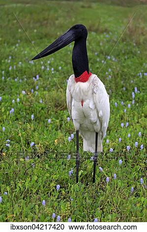 Jabiru (Jabiru mycteria), adult in a meadow, Pantanal, Mato Grosso, Brazil, South America View Large Photo Image Stock Image - Jabiru (Jabiru mycteria), adult in a meadow, Pantanal, Mato Grosso, Brazil, South America. Fotosearch