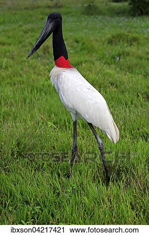 Jabiru (Jabiru mycteria), adult in a meadow, Pantanal, Mato Grosso, Brazil, South America View Large Photo Image Stock Image - Jabiru (Jabiru mycteria), adult in a meadow, Pantanal, Mato Grosso, Brazil, South America. Fotosearch