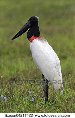 Stock Image - Jabiru (Jabiru mycteria), adult in a meadow, Pantanal, Mato Grosso, Brazil, South America. Fotosearch
