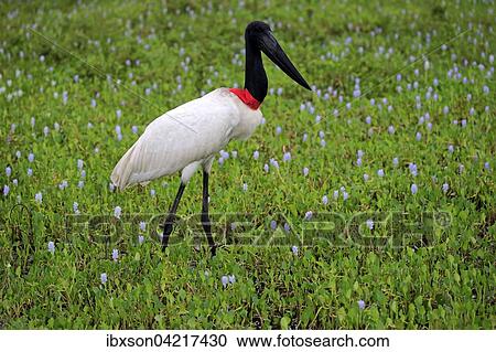 Jabiru (Jabiru mycteria), adult in a meadow, walking, Pantanal, Mato Grosso, Brazil, South America View Large Photo Image Stock Image - Jabiru (Jabiru mycteria), adult in a meadow, walking, Pantanal, Mato Grosso, Brazil, South America. Fotosearch