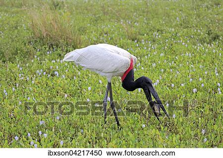 Jabiru (Jabiru mycteria), adult in a meadow, eating fish, with prey, Pantanal, Mato Grosso, Brazil, South America View Large Photo Image Stock Image - Jabiru (Jabiru mycteria), adult in a meadow, eating fish, with prey, Pantanal, Mato Grosso, Brazil, South America. Fotosearch