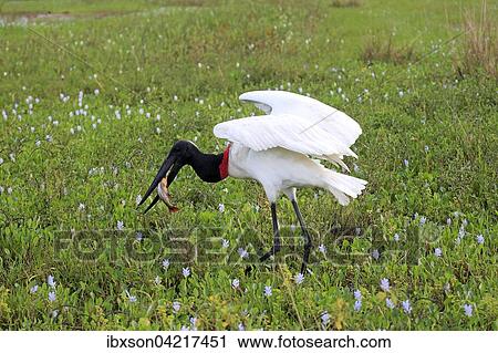 Jabiru (Jabiru mycteria), adult in a meadow, eating fish, with prey, Pantanal, Mato Grosso, Brazil, South America View Large Photo Image Stock Image - Jabiru (Jabiru mycteria), adult in a meadow, eating fish, with prey, Pantanal, Mato Grosso, Brazil, South America. Fotosearch