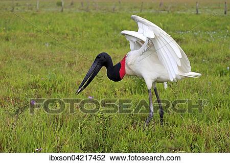 Jabiru (Jabiru mycteria), adult in a meadow, eating fish, with prey, Pantanal, Mato Grosso, Brazil, South America View Large Photo Image Stock Image - Jabiru (Jabiru mycteria), adult in a meadow, eating fish, with prey, Pantanal, Mato Grosso, Brazil, South America. Fotosearch