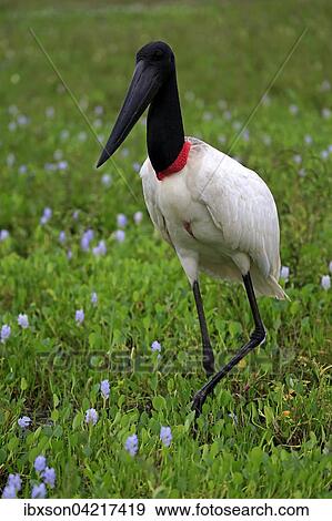 Jabiru (Jabiru mycteria), adult in a meadow, Pantanal, Mato Grosso, Brazil, South America View Large Photo Image Stock Photo - Jabiru (Jabiru mycteria), adult in a meadow, Pantanal, Mato Grosso, Brazil, South America. Fotosearch