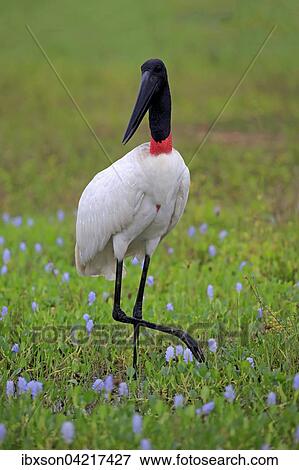 Jabiru (Jabiru mycteria), adult in a meadow, walking, Pantanal, Mato Grosso, Brazil, South America View Large Photo Image Stock Photo - Jabiru (Jabiru mycteria), adult in a meadow, walking, Pantanal, Mato Grosso, Brazil, South America. Fotosearch