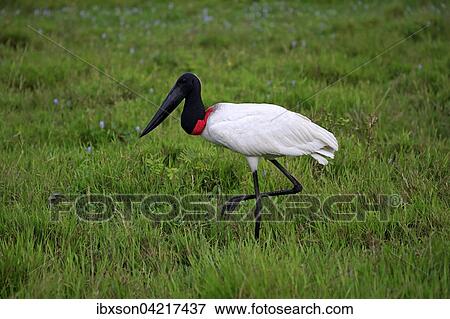 Jabiru (Jabiru mycteria), adult in a meadow, foraging, Pantanal, Mato Grosso, Brazil, South America View Large Photo Image Stock Photo - Jabiru (Jabiru mycteria), adult in a meadow, foraging, Pantanal, Mato Grosso, Brazil, South America. Fotosearch