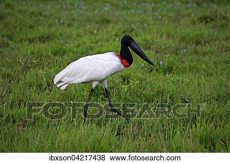Jabiru (Jabiru mycteria), adult in a meadow, foraging, Pantanal, Mato Grosso, Brazil, South America View Large Photo Image Stock Photo - Jabiru (Jabiru mycteria), adult in a meadow, foraging, Pantanal, Mato Grosso, Brazil, South America. Fotosearch