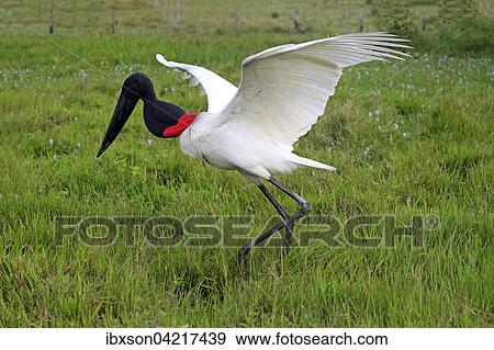 Jabiru (Jabiru mycteria), adult in a meadow, foraging, hunting, Pantanal, Mato Grosso, Brazil, South America View Large Photo Image Stock Photo - Jabiru (Jabiru mycteria), adult in a meadow, foraging, hunting, Pantanal, Mato Grosso, Brazil, South America. Fotosearch