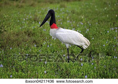 Jabiru (Jabiru mycteria), adult in a meadow, foraging, Pantanal, Mato Grosso, Brazil, South America View Large Photo Image Stock Photograph - Jabiru (Jabiru mycteria), adult in a meadow, foraging, Pantanal, Mato Grosso, Brazil, South America. Fotosearch
