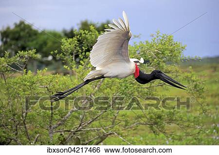 Jabiru (Jabiru mycteria), adult, flying, Pantanal, Mato Grosso, Brazil, South America View Large Photo Image Stock Photograph - Jabiru (Jabiru mycteria), adult, flying, Pantanal, Mato Grosso, Brazil, South America. Fotosearch