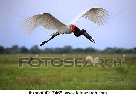 Jabiru (Jabiru mycteria), adult, flying, Pantanal, Mato Grosso, Brazil, South America View Large Photo Image Stock Photography - Jabiru (Jabiru mycteria), adult, flying, Pantanal, Mato Grosso, Brazil, South America. Fotosearch