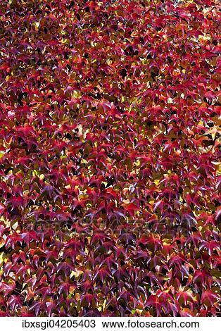 Stock Image - Japanese creeper (Parthenocissus tricuspidata), in autumn colors, growing on a wall, Germany, Europe. Fotosearch