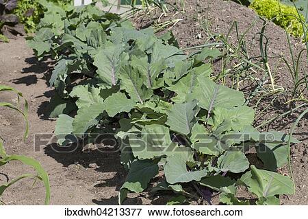 Kohlrabi (Brassica oleracea var. Gongylodes), in a vegetable patch View Large Photo Image Stock Photo - Kohlrabi (Brassica oleracea var. Gongylodes), in a vegetable patch. Fotosearch