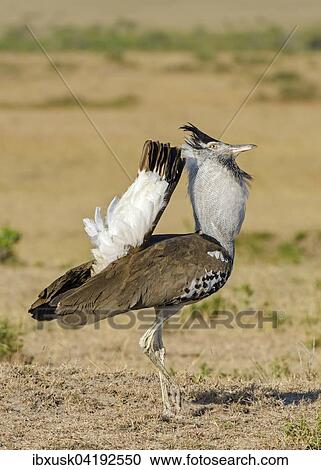Kori bustard (Ardeotis kori), showing off, Maasai Mara National Reserve, Narok County, Kenya, Africa View Large Photo Image Stock Image - Kori bustard (Ardeotis kori), showing off, Maasai Mara National Reserve, Narok County, Kenya, Africa. Fotosearch
