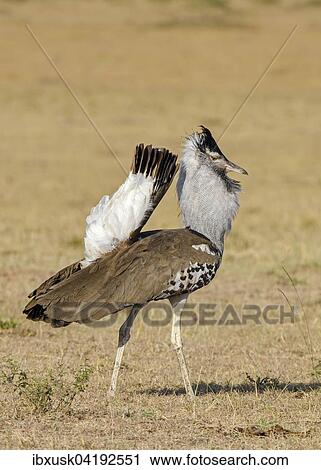 Kori bustard (Ardeotis kori), showing off, Maasai Mara National Reserve, Narok County, Kenya, Africa View Large Photo Image Stock Image - Kori bustard (Ardeotis kori), showing off, Maasai Mara National Reserve, Narok County, Kenya, Africa. Fotosearch