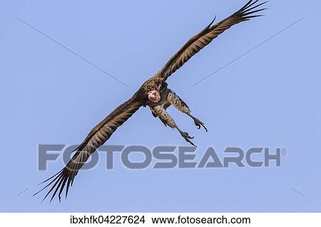 Picture - Lappet-faced vulture (Torgos tracheliotus) in flight, South Luangwa National Park, Zambia, Africa. Fotosearch