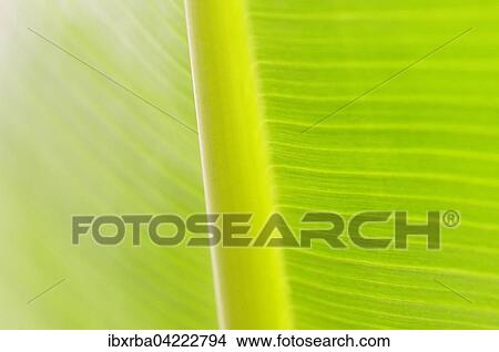 Leaf, detail, leaf structure of a banana plant (Musaceae) View Large Photo Image Picture - Leaf, detail, leaf structure of a banana plant (Musaceae). Fotosearch