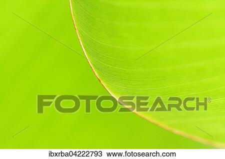 Leaf, detail, leaf structure of a banana plant (Musaceae) View Large Photo Image Stock Image - Leaf, detail, leaf structure of a banana plant (Musaceae). Fotosearch