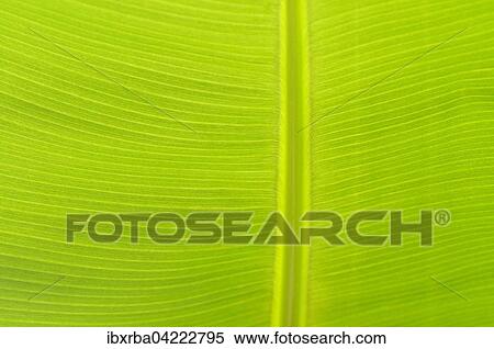 Leaf, detail, leaf structure of a banana plant (Musaceae) View Large Photo Image Stock Photography - Leaf, detail, leaf structure of a banana plant (Musaceae). Fotosearch