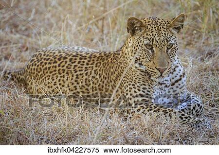 Leopard (Panthera pardus), in the dry grass, evening light, South Luangwa National Park, Zambia, Africa View Large Photo Image Stock Photography - Leopard (Panthera pardus), in the dry grass, evening light, South Luangwa National Park, Zambia, Africa. Fotosearch