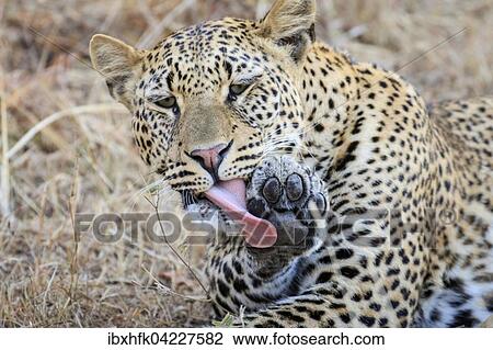 Leopard (Panthera pardus), licking its paw, South Luangwa National Park, Zambia, Africa View Large Photo Image Stock Image - Leopard (Panthera pardus), licking its paw, South Luangwa National Park, Zambia, Africa. Fotosearch