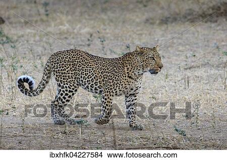 Leopard (Panthera pardus), prowling, South Luangwa National Park, Zambia, Africa View Large Photo Image Picture - Leopard (Panthera pardus), prowling, South Luangwa National Park, Zambia, Africa. Fotosearch