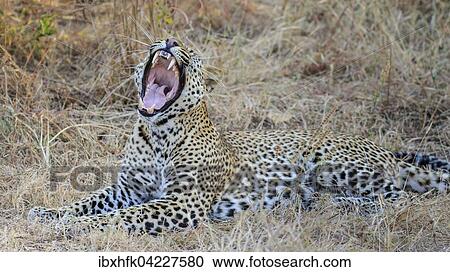 Leopard (Panthera pardus), yawning, South Luangwa National Park, Zambia, Africa View Large Photo Image Stock Image - Leopard (Panthera pardus), yawning, South Luangwa National Park, Zambia, Africa. Fotosearch