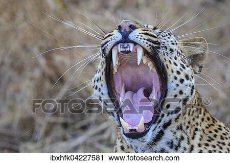 Leopard (Panthera pardus), yawning, South Luangwa National Park, Zambia, Africa View Large Photo Image Stock Image - Leopard (Panthera pardus), yawning, South Luangwa National Park, Zambia, Africa. Fotosearch