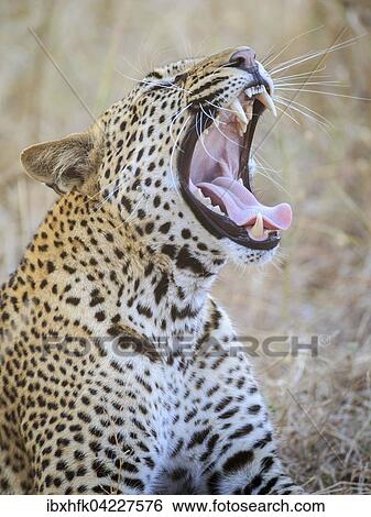 Leopard (Panthera pardus), yawning, South Luangwa National Park, Zambia, Africa View Large Photo Image Stock Photograph - Leopard (Panthera pardus), yawning, South Luangwa National Park, Zambia, Africa. Fotosearch
