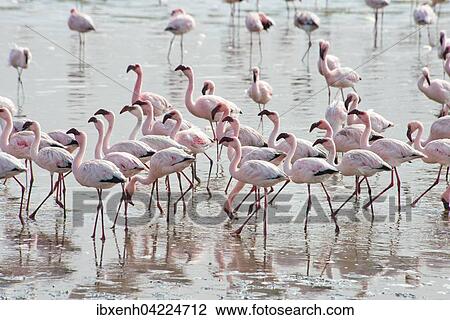 Lesser Flamingos (Phoeniconaias minor) in the water, Walvis Bay, Namibia, Africa View Large Photo Image Stock Image - Lesser Flamingos (Phoeniconaias minor) in the water, Walvis Bay, Namibia, Africa. Fotosearch
