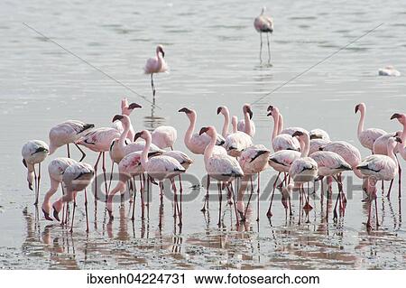 Lesser Flamingos (Phoeniconaias minor) in the water, Walvis Bay, Namibia, Africa View Large Photo Image Stock Image - Lesser Flamingos (Phoeniconaias minor) in the water, Walvis Bay, Namibia, Africa. Fotosearch