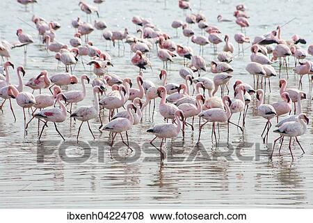 Lesser Flamingos (Phoeniconaias minor) in the water, Walvis Bay, Namibia, Africa View Large Photo Image Stock Photo - Lesser Flamingos (Phoeniconaias minor) in the water, Walvis Bay, Namibia, Africa. Fotosearch