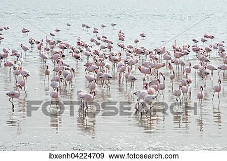 Lesser Flamingos (Phoeniconaias minor) in the water, Walvis Bay, Namibia, Africa View Large Photo Image Stock Photo - Lesser Flamingos (Phoeniconaias minor) in the water, Walvis Bay, Namibia, Africa. Fotosearch