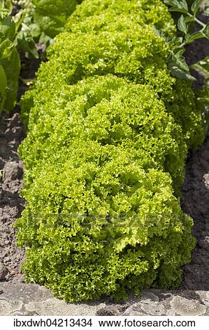 Picture - Lettuce (Lactuca sativa), Lollo Bionda, in a vegetable patch. Fotosearch