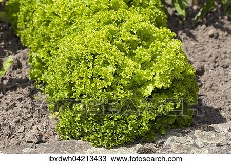 Lettuce (Lactuca sativa), Lollo Bionda, in a vegetable patch View Large Photo Image Stock Image - Lettuce (Lactuca sativa), Lollo Bionda, in a vegetable patch. Fotosearch