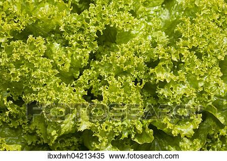 Lettuce (Lactuca sativa), Lollo Bionda, in a vegetable patch View Large Photo Image Stock Photography - Lettuce (Lactuca sativa), Lollo Bionda, in a vegetable patch. Fotosearch