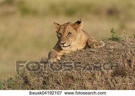 Lion cub (Panthera leo) in the evening light on a termite mound, Maasai Mara National Reserve, Narok County, Kenya, Africa View Large Photo Image Stock Photo - Lion cub (Panthera leo) in the evening light on a termite mound, Maasai Mara National Reserve, Narok County, Kenya, Africa. Fotosearch