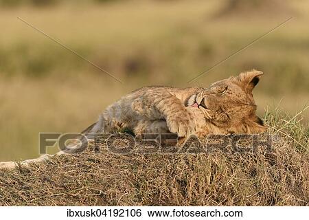 Lion cub (Panthera leo) in the evening light on a termite mound, Maasai Mara National Reserve, Narok County, Kenya, Africa View Large Photo Image Stock Photograph - Lion cub (Panthera leo) in the evening light on a termite mound, Maasai Mara National Reserve, Narok County, Kenya, Africa. Fotosearch